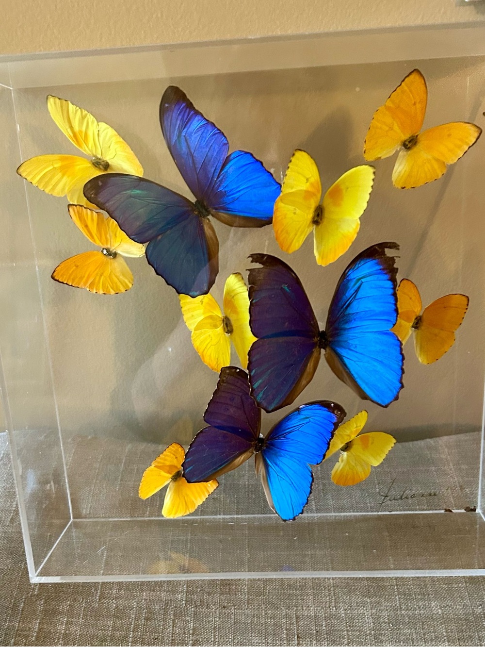 Framed Tropical Butterfly Art One of a Kind by artist Julianne signed 1998
